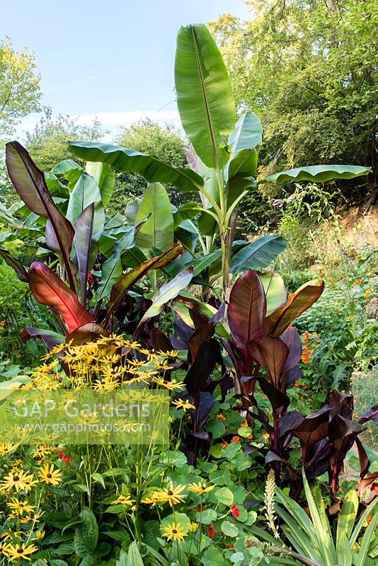 Ensete ventricosum 'Maurellii', Ensete ventricosum 'Montbeliardii' and Musa sikimensis in a garden which is situated in a steep-sided valley or combe with its own sheltered microclimate which permits tender exotic plants to flourish