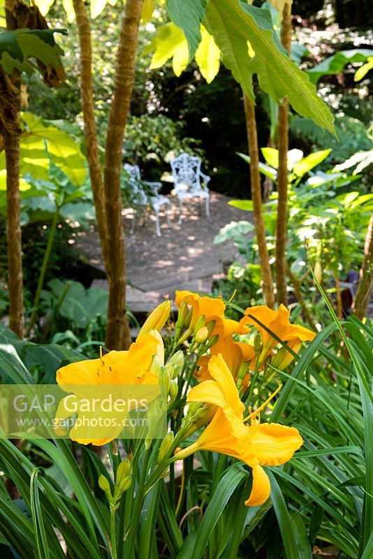 Hemerocallis 'Marys Gold' and decked seating area beyond