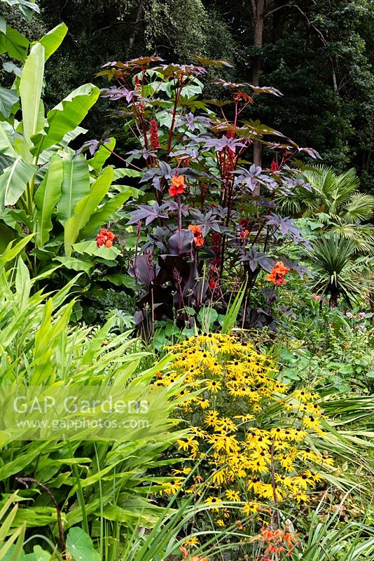 Colourful border in subtropical garden, with Ricinus communis, Canna 'General Eisenhower' and Rudbeckia. 
