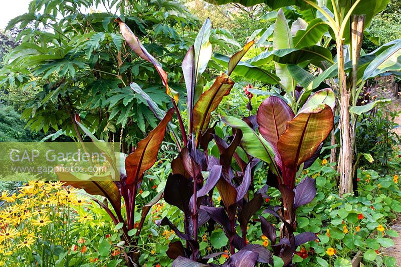 Ensete ventricosum 'Maurellii' and Ensete ventricosum 'Montbeliardii' in a garden which is situated in a steep-sided valley, with its own sheltered microclimate which permits tender exotic plants to flourish. 