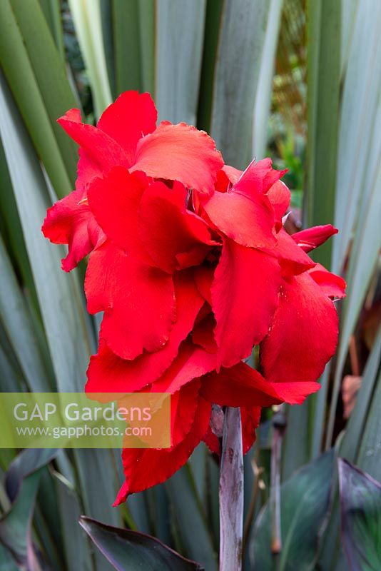 Canna 'Black Knight' in front of Phormium tenax. 