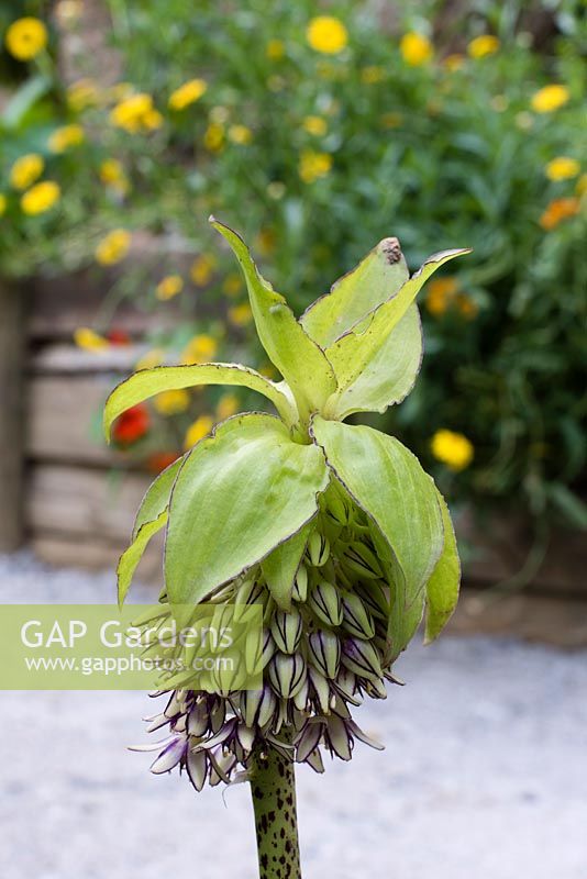 Eucomis bicolor - Variegated pineapple lily