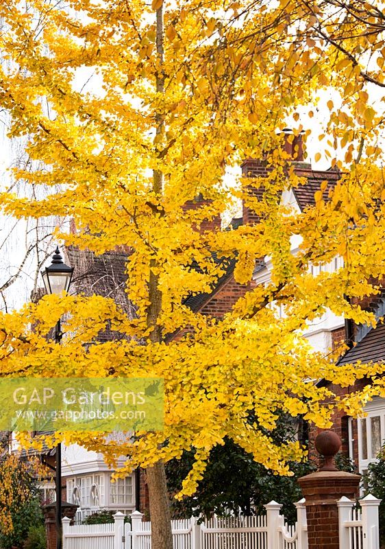  Gingko biloba  - Maidenhair tree with bright yellow autumn foliage