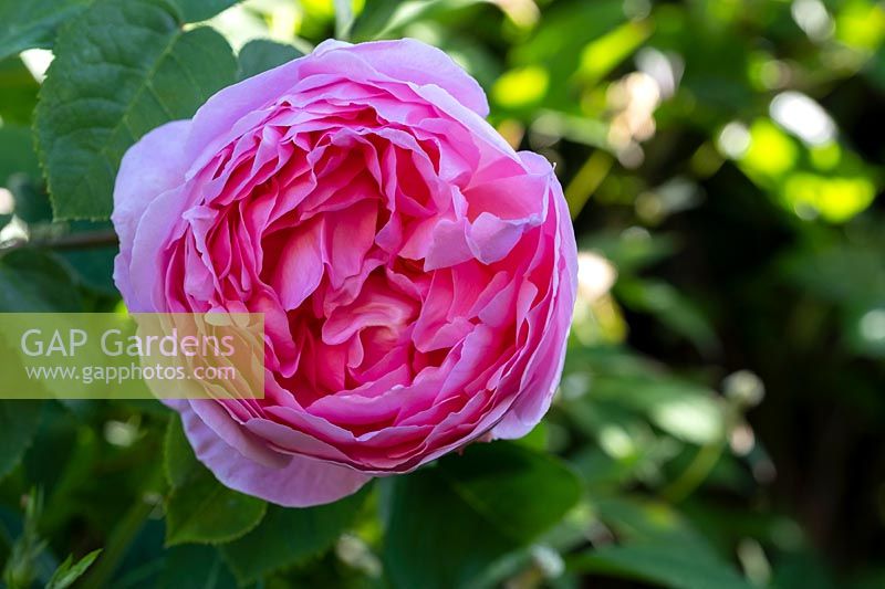 Rosa 'Constance Spry'