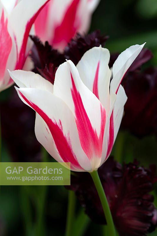 Tulipa 'Marilyn' a red and white lily flowered tulip