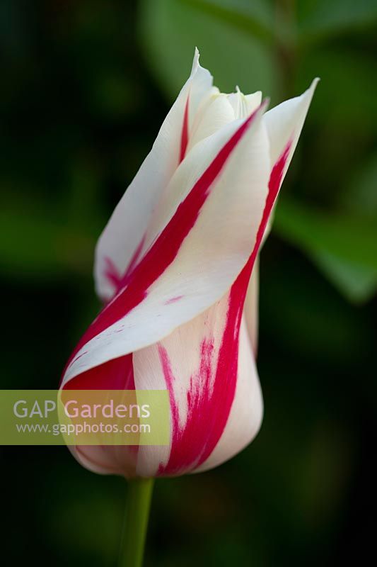 Tulipa 'Marilyn' a magenta and white lily flowered tulip