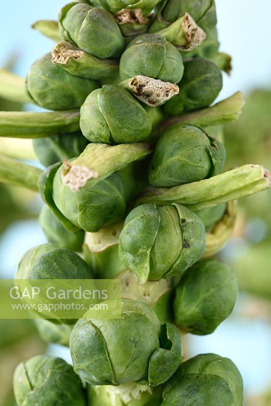 Brassica oleracea - Gemmifera Group, 'Brenden'  Brussels sprouts