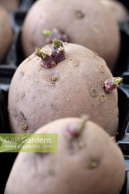 Solanum tuberosum  'Desiree'  AGM  Maincrop potatoes.  Seed potato chitting 