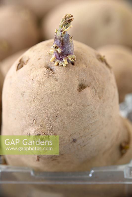 Solanum tuberosum  'Sharpe's Express'  AGM  First early potato  Seed potatoes chitting.