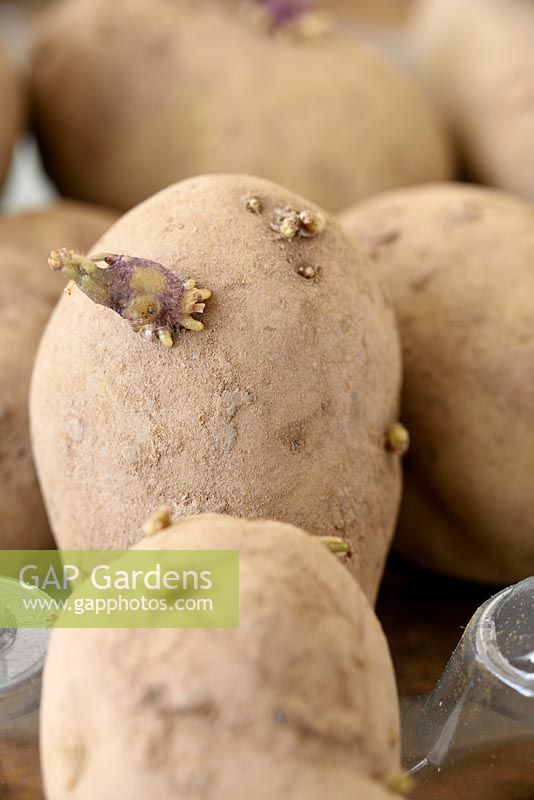 Solanum tuberosum  'Sharpe's Express'  AGM  First early potatoes.  Seed potato chitting 