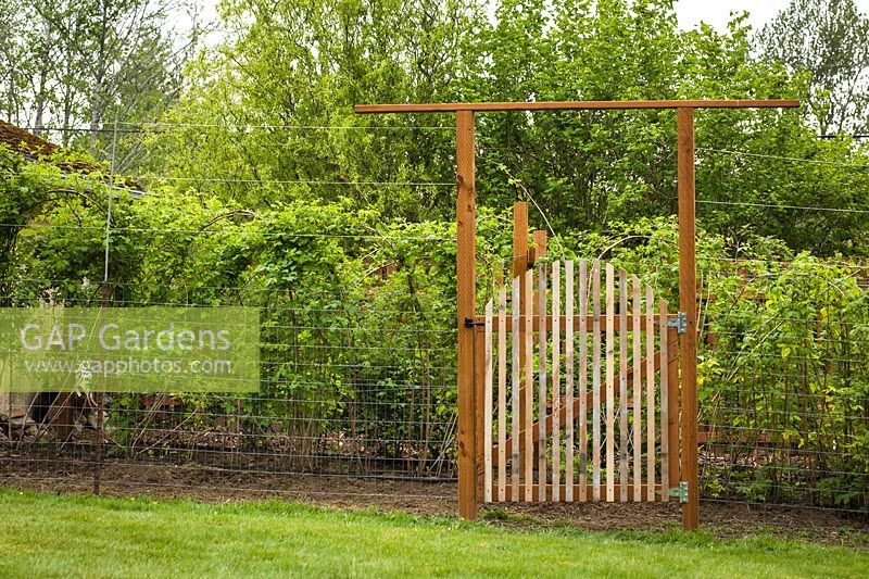 Wooden gate in deer fence surrounding raspberry canes - Rubus idaeus cv. 