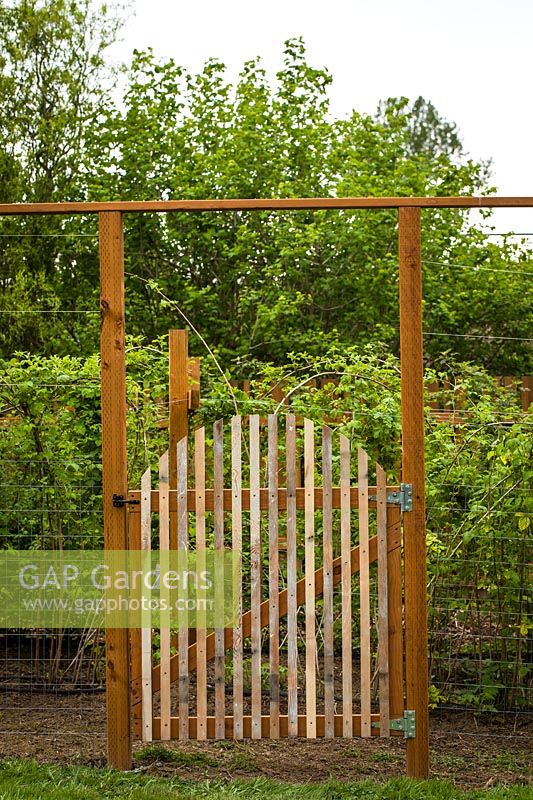 Wooden gate in deer fence surrounding raspberry canes - Rubus idaeus cv.
