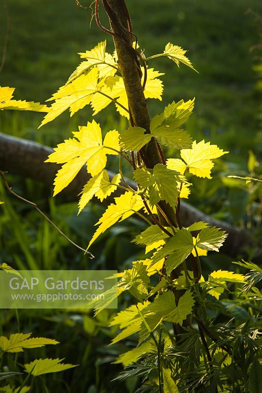 Humulus lupulus 'Aureus' - Golden Hops, backlit