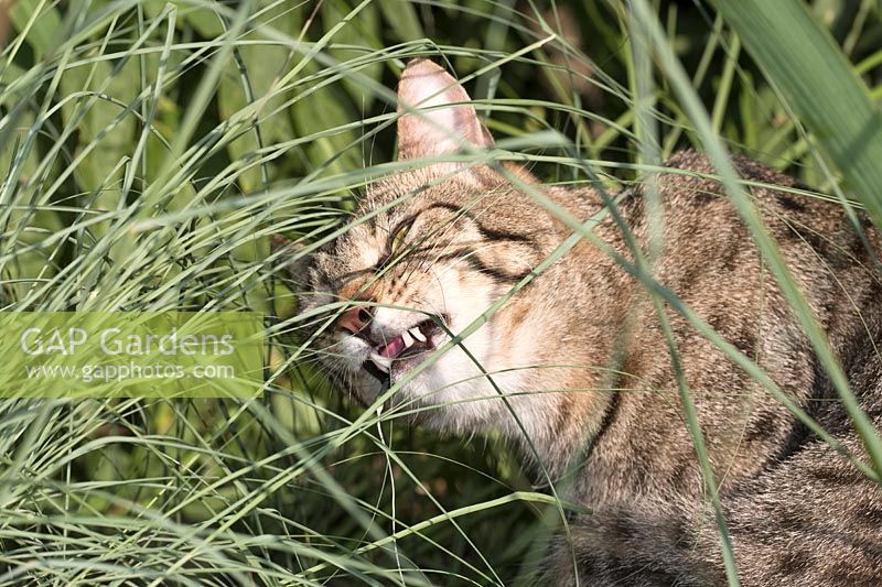 Tabby cat eating ornamental grass