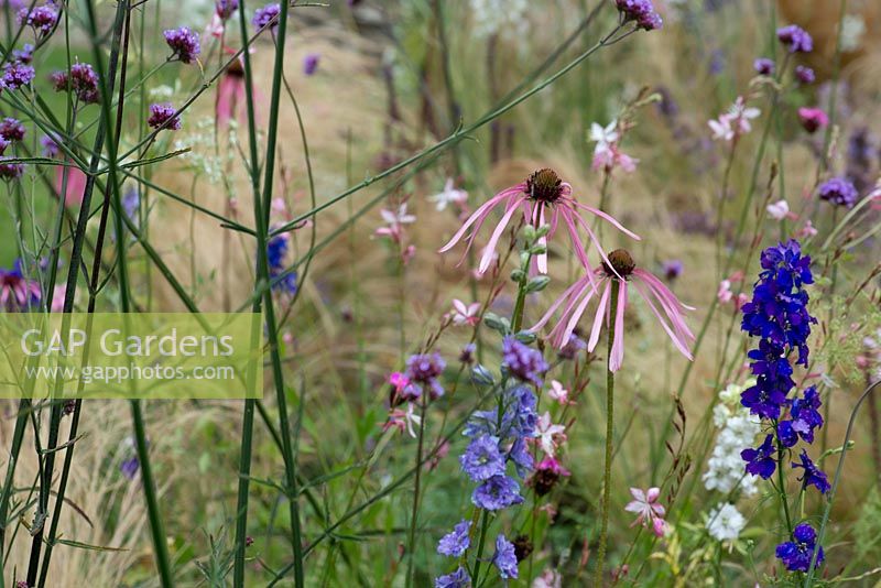 See-through border with Echinacea pallida, Verbena bonariensis, Consolida ambigua 'Giant Imperial Mixed', Gaura 'Whirling Butterflies, Dianthus carthusianorum