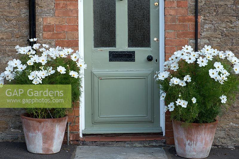 Cosmos bipinnatus 'Sonata White' in pots either side of a front door