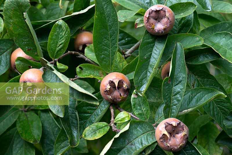 Mespilis germanica - Medlar - fruits on branches amongst leaves