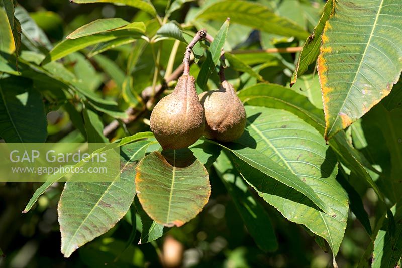 Aesculus indica - Indian Horse Chestnut Tree - chestnuts hanging on leafy branches