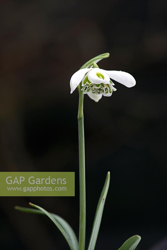 Galanthus 'Lavinia' - Snowdrop