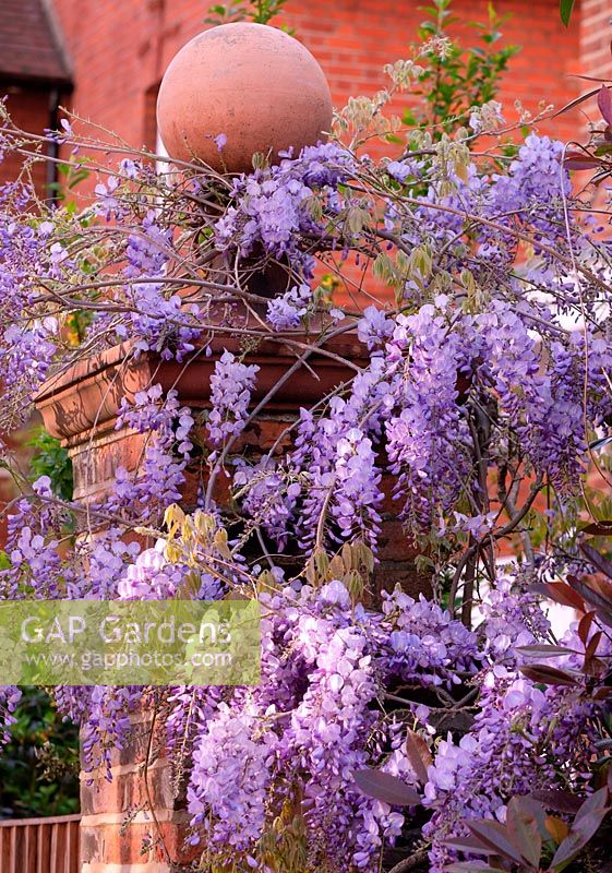 Wisteria sinensis growing around a brick pillar and finial in Bedford Park, London, UK. 