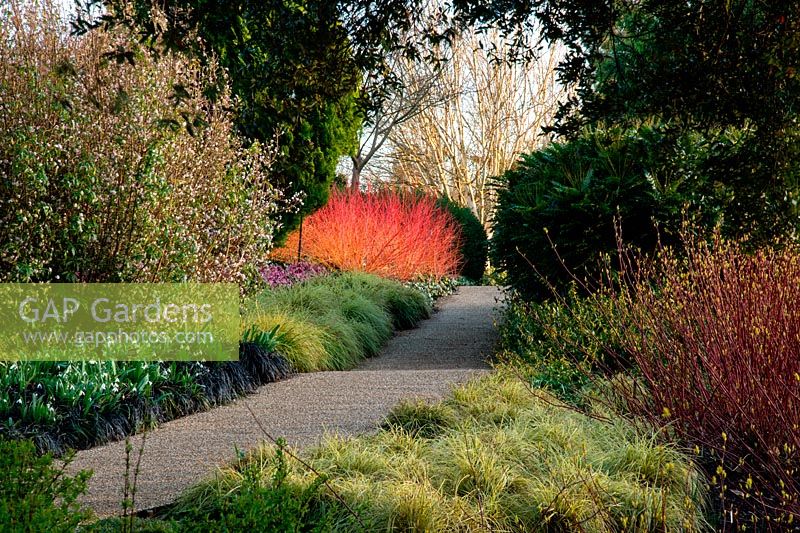 A path through Cornus and grasses in the winter garden, The Valley Gardens, Egham, Surrey, UK. 