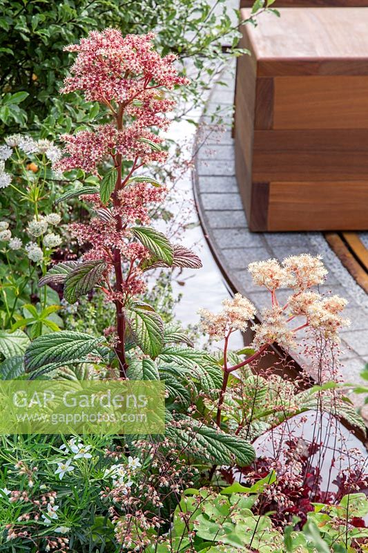 Rodgersia in flower with view to moveable wooden cube seating on a rail. The Crest Nicholson Livewell Garden, Hampton Court Flower Show, 2019. 