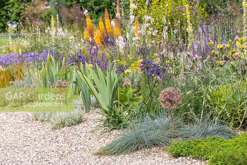 A gravel border full of colourful, drought resistant plants including Allium cristophii, Agapanthus 'Back in Black' and Festuca glauca. Beth Chatto: The Drought Resistant Garden, Hampton Court Flower Festival, 2019.