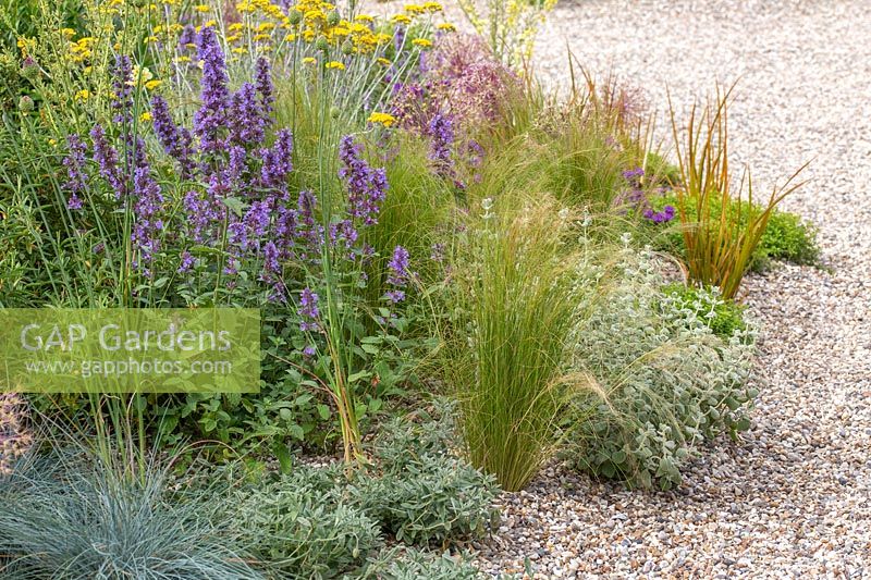 Stipa tenuissima and Nepeta in gravel garden with other drought resistant plants. Beth Chatto: The Drought Resistant Garden, Hampton Court Flower Festival, 2019.
