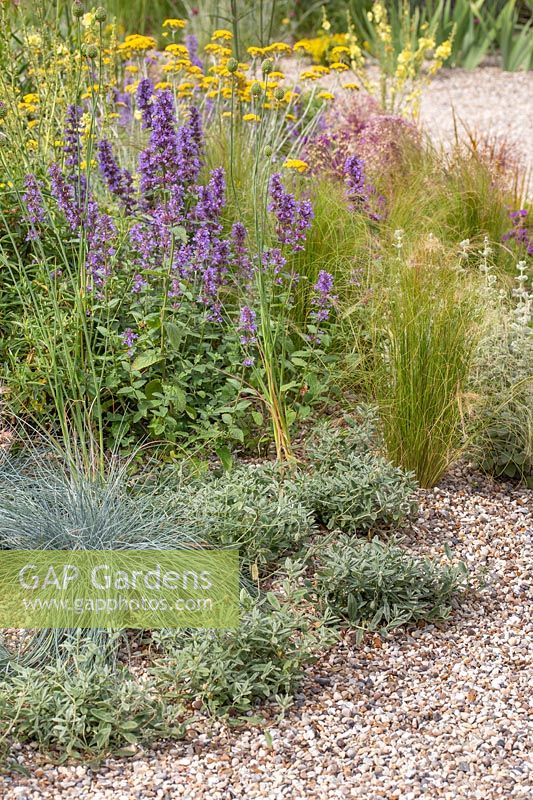 Stipa tenuissima, Festuca glauca and Nepeta in gravel garden with other drought resistant plants. Beth Chatto: The Drought Resistant Garden, Hampton Court Flower Festival, 2019.
