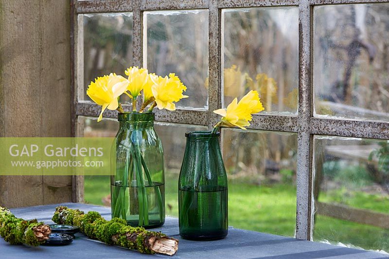 Narcissus - daffodils displayed in glass vases on windowsill.
