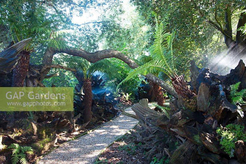 At Malverleys, the sun light catches the water droplets of the misting system which has been installed in the stumpery to keep plants including ferns such as Dicksonia antarctica  and Dryopteris filix-mas and moss, moist.
