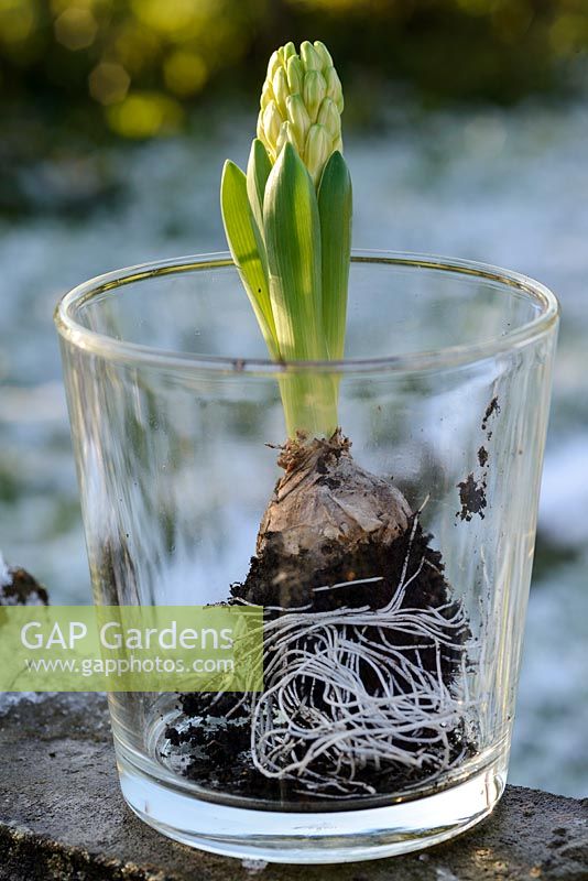 Hyacinthus - white hyacinth bulb with flowering bud displayed in a glass vase in January. 