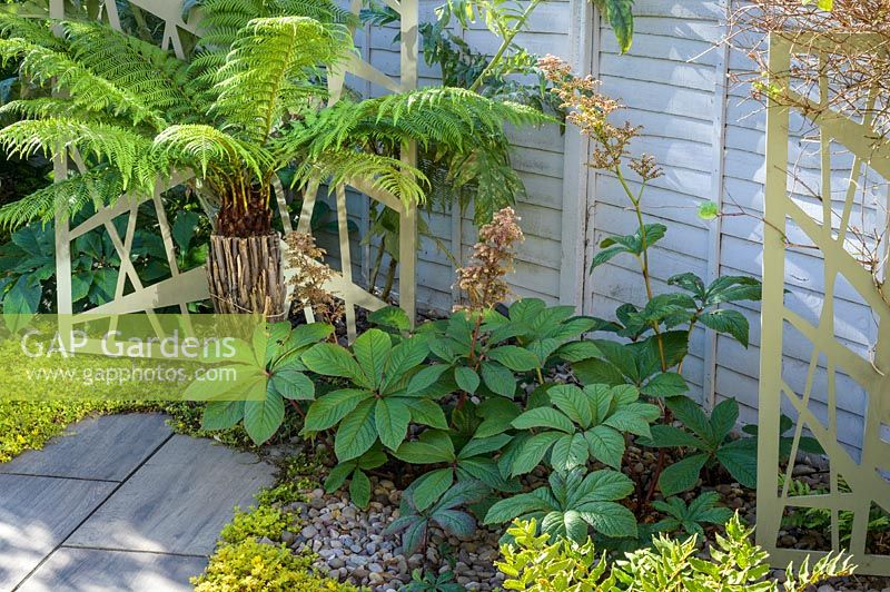 Shady border with Dicksonia antarctica - Tree fern, Rodgersia aesculifolia and Lysimachia nummularia 'Aurea', backed by decorative powder-coated aluminium pattern screen in modern north London garden by Earth Designs.
