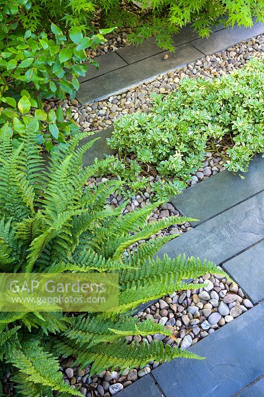 Pachysandra terminalis 'Silver Edge' and fern grow among black limestone paving slabs and Japanese polished pebbles in modern north London Garden by Earth Designs. 