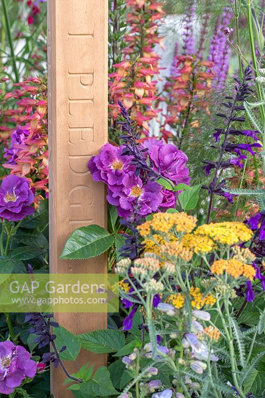 Wooden post with inscription with colourful summer planting including Achillea 'Terracotta', Rosa 'Rhapsody In Blue', Digitalis ferruginea 'firebird' and Salvia 'Amistad'. The Cancer Research UK Pledge Pathway to Progress - Hampton Court Flower Festival, 2019.