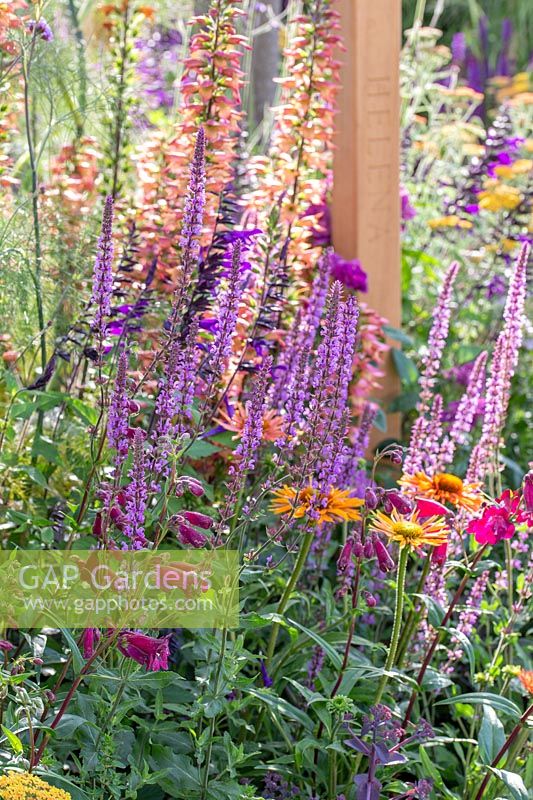 Border with colourful perennials including Salvia nemorosa 'Amethyst', Penstemon 'Raven' and Echinacea. The Cancer Research UK Pledge Pathway to Progress - Hampton Court Flower Festival, 2019. 
