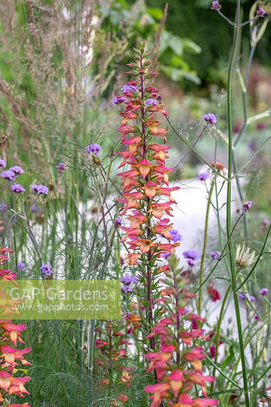 Flowering Digitalis ferruginea 'firebird' with view to curved pathway beyond. The Cancer Research UK Pledge Pathway to Progress, Hampton Court Flower Festival, 2019. 