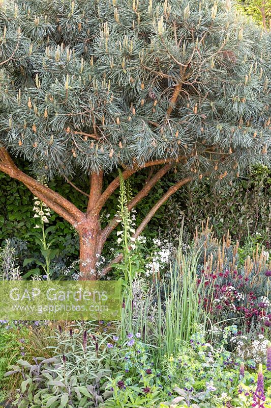 Pinus sylvestris 'Glauca' underplanted with mediterranean plants. The Winton Beauty of Mathematics Garden. The RHS Chelsea Flower Show, 2016. Sponsor: Winton.