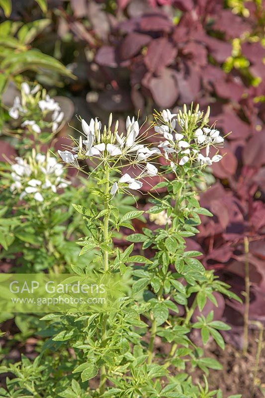 Cleome hassleriana 'Helen Campbell' - Spider flower against Cercis canadensis 'Forest Pansy' 