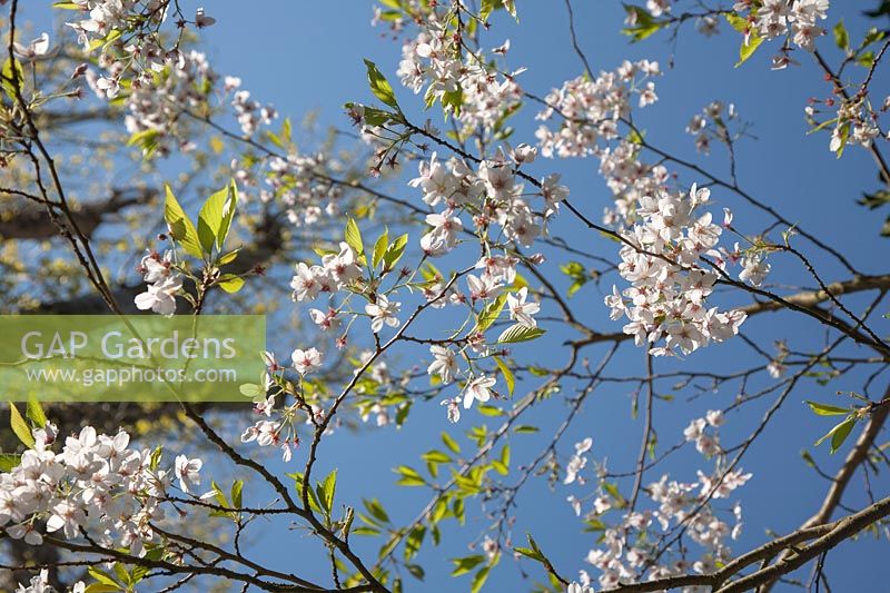 Prunus 'Tai-haku' in flower - Great White Cherry.
