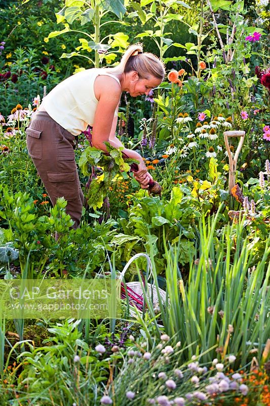 Woman harvesting beetroot in vegetable garden. 