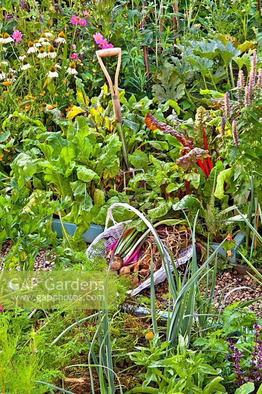 Trug with harvested beetroots and onion in vegetable garden. 