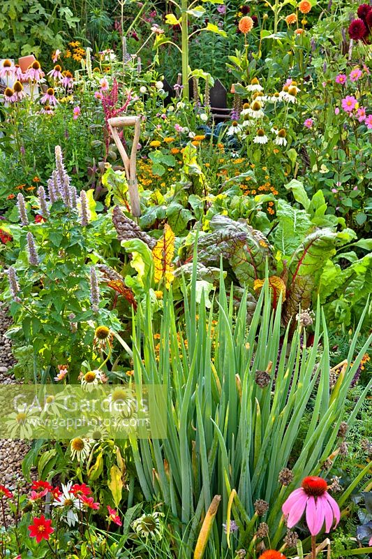 Allium fistulosum - perennial onion in mixed bed with Echinacea 'White Swam', Dahlia 'Topmix Red', Agastache 'Blue Fortune' and Beta vulgaris cicla - swiss chard.