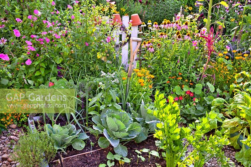 Vegetable bed with cabbages, French beans, leeks, celery and kale surrounded with beneficial flowers.
