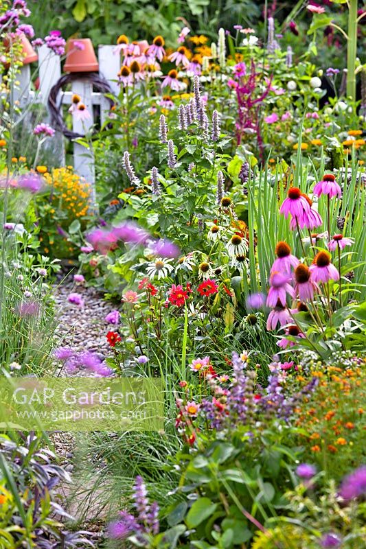 Herbaceous borders with Echinacea 'White Swan', Dahlia 'Topmix Red', Agastache 'Blue Fortune' and Echinacea 'Magnus' in organic vegetable garden. 