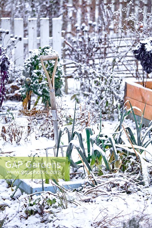 Winter bed in snowy vegetable garden with leeks.