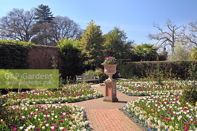 The Walled Garden in spring with White Hyacinth, Tulipa 'Purple Prince' and Tulipa 'White Dream' - RHS Garden Wisley, Surrey, UK. 