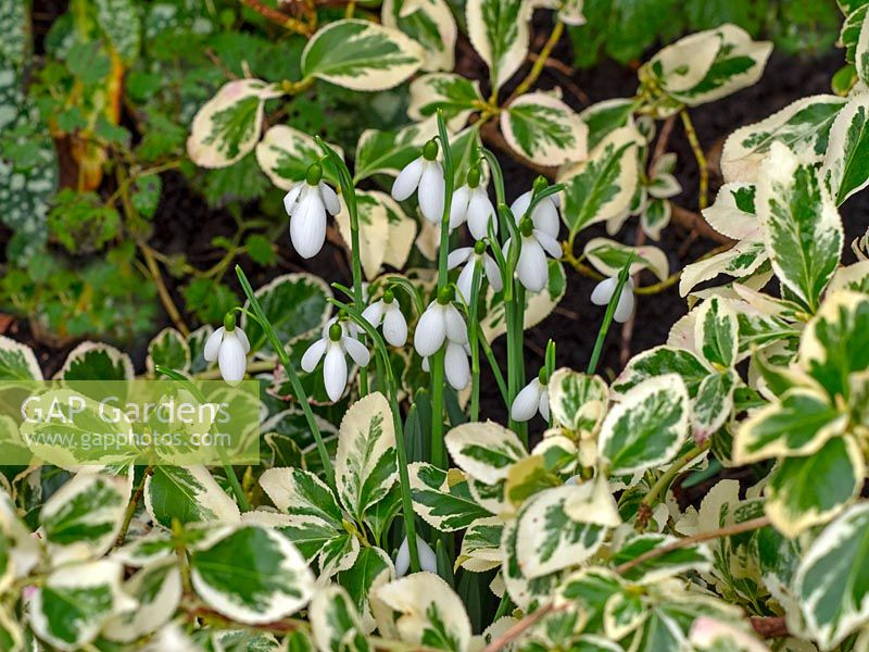 Galanthus - Snowdrops amongst Euonymus japonicus 