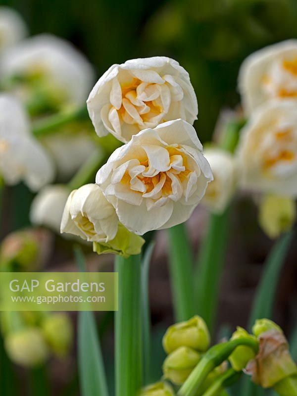 Narcissus 'Bridal Crown' potted flowers for sale at a garden nursery 