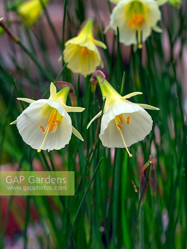Narcissus 'Mary Poppins' - Hoop Petticoat Daffodil 